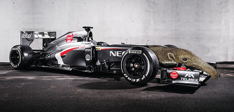 Illustration for article titled Dissapointed with Sauber